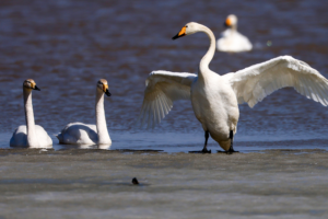 China_Reports_Notable_Gains_in_Eco_Protection_for_Key_Northern_Regions