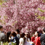 China_s_Qingming_Festival_Sparks_845_Million_Trips_as_Spring_Travel_Rebounds