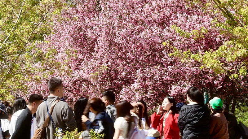China_s_Qingming_Festival_Sparks_845_Million_Trips_as_Spring_Travel_Rebounds - Khabar Asia China_s_Qingming_Festival_Sparks_845_Million_Trips_as_Spring_Travel_Rebounds