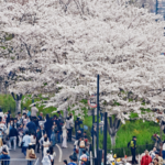 China_s_Qingming_Festival_Sparks_Travel_and_Spending_Boom_in_2026