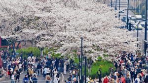 China_s_Qingming_Festival_Sparks_Travel_and_Spending_Boom_in_2026