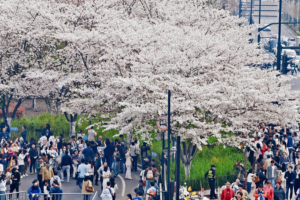 China_s_Qingming_Festival_Sparks_Travel_and_Spending_Boom_in_2026