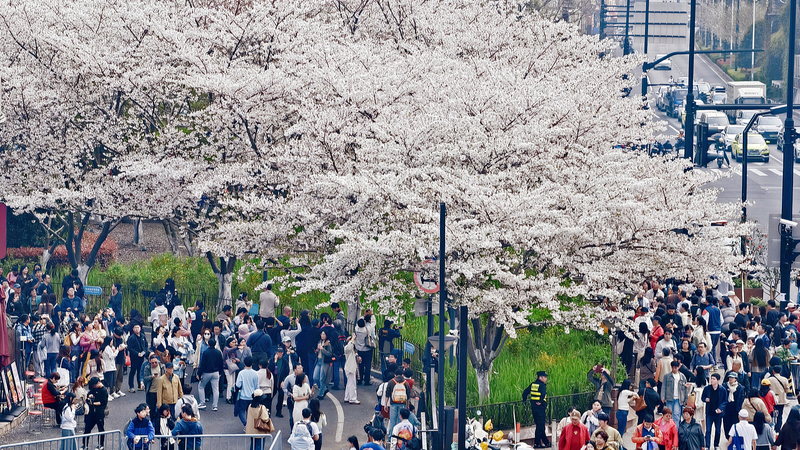 China_s_Qingming_Festival_Sparks_Travel_and_Spending_Boom_in_2026