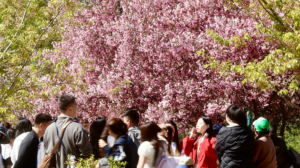 China_s_Qingming_Holiday_Sees_845_Million_Trips_as_Spring_Travel_Booms