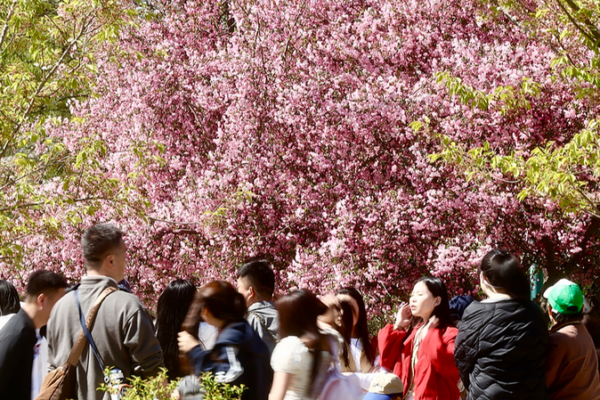 China_s_Qingming_Holiday_Sees_845_Million_Trips_as_Spring_Travel_Booms