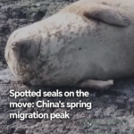 China_s_Spotted_Seals_Embark_on_Spring_Migration_Journey video poster
