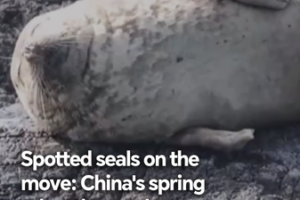 China_s_Spotted_Seals_Embark_on_Spring_Migration_Journey video poster