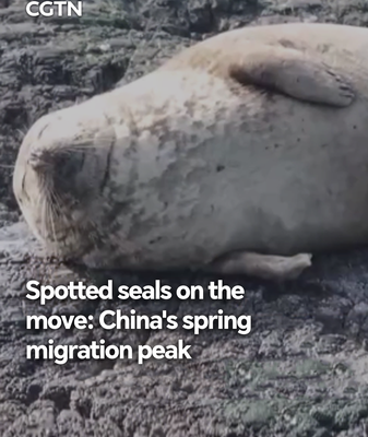 China_s_Spotted_Seals_Embark_on_Spring_Migration_Journey video poster