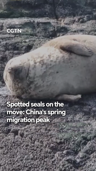 China_s_Spotted_Seals_Embark_on_Spring_Migration_Journey video poster