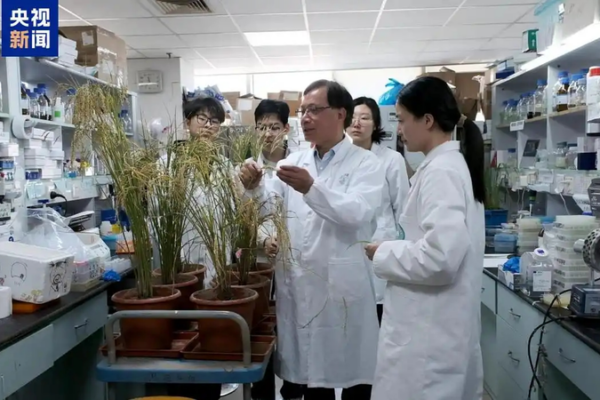 Chinese_Scientists_Develop_High_Yield_Disease_Resistant_Rice_Strain