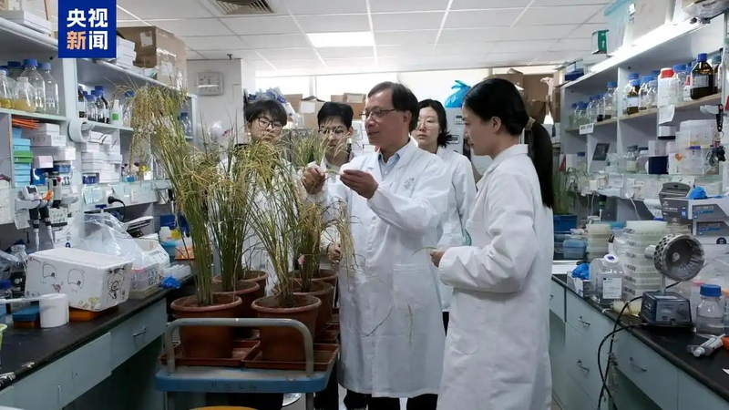 Chinese_Scientists_Develop_High_Yield_Disease_Resistant_Rice_Strain