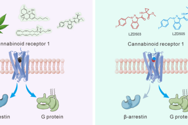 Chinese_Scientists_Develop_Non_Addictive_Pain_Relief_from_Cannabis