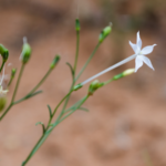 Chinese_Scientists_Uncover_Nicotine_Production_Secrets_in_Plants