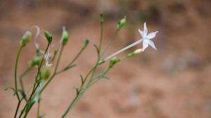 Chinese_Scientists_Uncover_Nicotine_Production_Secrets_in_Plants