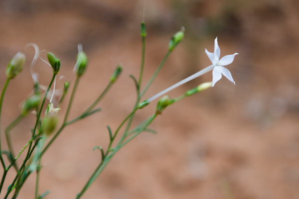 Chinese_Scientists_Uncover_Nicotine_Production_Secrets_in_Plants