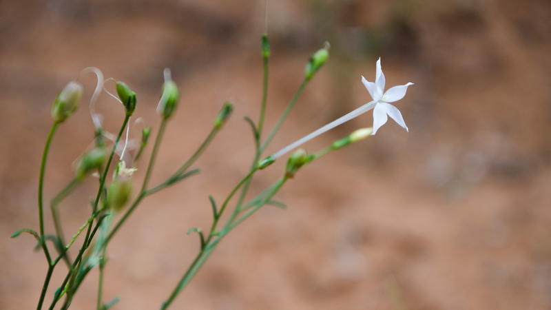 Chinese_Scientists_Uncover_Nicotine_Production_Secrets_in_Plants