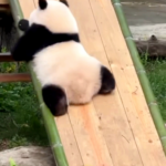 Chongqing_s_Panda_Star_Qi_Sanmei_Masters_Adorable_Slide_Maneuver video poster