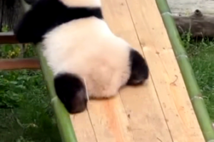 Chongqing_s_Panda_Star_Qi_Sanmei_Masters_Adorable_Slide_Maneuver video poster