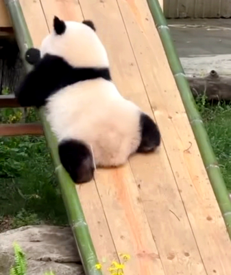 Chongqing_s_Panda_Star_Qi_Sanmei_Masters_Adorable_Slide_Maneuver video poster