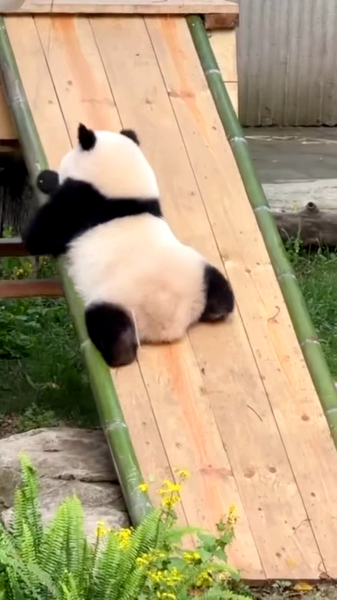 Chongqing_s_Panda_Star_Qi_Sanmei_Masters_Adorable_Slide_Maneuver video poster