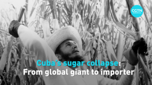 Cuba_s_Sugar_Crisis__From_Global_Leader_to_Importer_in_2026 video poster