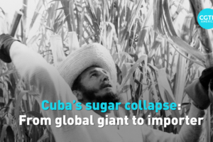 Cuba_s_Sugar_Crisis__From_Global_Leader_to_Importer_in_2026 video poster