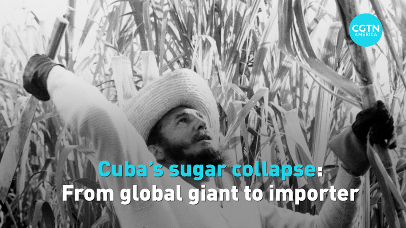 Cuba_s_Sugar_Crisis__From_Global_Leader_to_Importer_in_2026 video poster