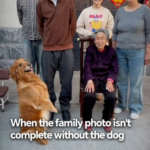 Dog_Steals_Spotlight_in_Family_Photo__Captures_Hearts_Across_China video poster