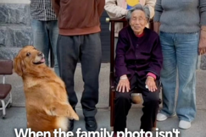 Dog_Steals_Spotlight_in_Family_Photo__Captures_Hearts_Across_China video poster