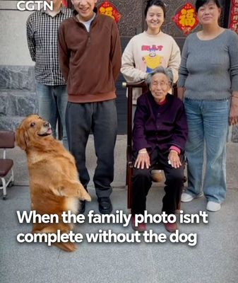 Dog_Steals_Spotlight_in_Family_Photo__Captures_Hearts_Across_China video poster