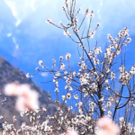 Duodang_Village__Nyingchi_s_Springtime_Paradise_Blossoms_in_2026 video poster