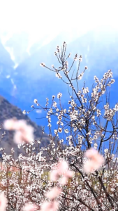 Duodang_Village__Nyingchi_s_Springtime_Paradise_Blossoms_in_2026 video poster