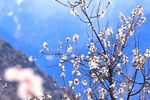 Duodang_Village__Nyingchi_s_Springtime_Paradise_Blossoms_in_2026 video poster