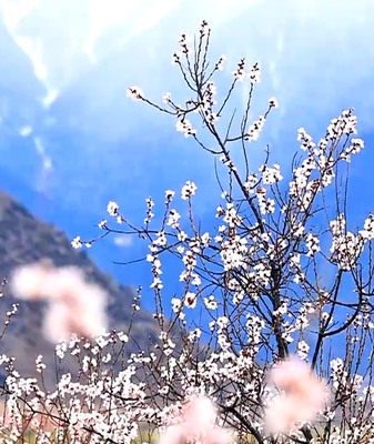 Duodang_Village__Nyingchi_s_Springtime_Paradise_Blossoms_in_2026 video poster