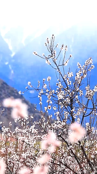 Duodang_Village__Nyingchi_s_Springtime_Paradise_Blossoms_in_2026 video poster