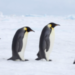 Emperor_Penguins__Antarctic_Fur_Seals_Declared_Endangered_by_IUCN