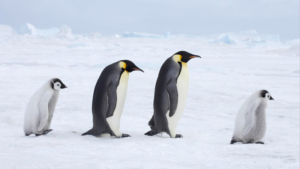 Emperor_Penguins__Antarctic_Fur_Seals_Declared_Endangered_by_IUCN