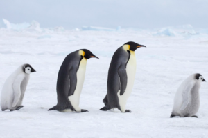 Emperor_Penguins__Antarctic_Fur_Seals_Declared_Endangered_by_IUCN