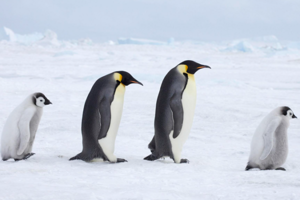 Emperor_Penguins__Antarctic_Fur_Seals_Declared_Endangered_by_IUCN