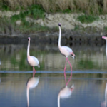 Flamingos_Glide_on__Mirror__at_Shanxi_s_Yuncheng_Salt_Lake video poster