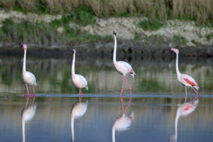 Flamingos_Glide_on__Mirror__at_Shanxi_s_Yuncheng_Salt_Lake video poster