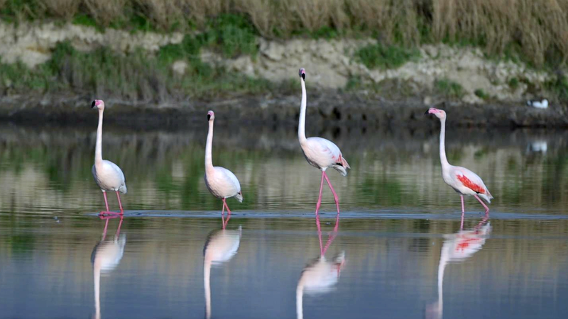 Flamingos_Glide_on__Mirror__at_Shanxi_s_Yuncheng_Salt_Lake video poster
