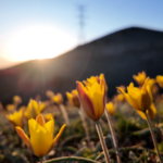 Golden_Wild_Tulips_Illuminate_Xinjiang_s_Spring_Landscape video poster