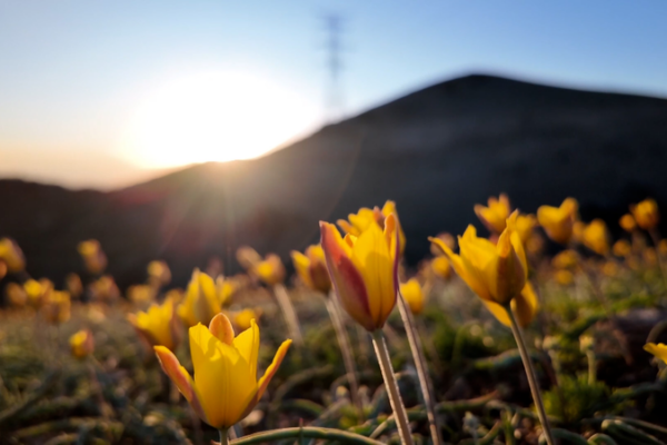 Golden_Wild_Tulips_Illuminate_Xinjiang_s_Spring_Landscape video poster