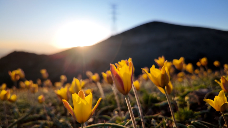 Golden_Wild_Tulips_Illuminate_Xinjiang_s_Spring_Landscape_poster - Khabar Asia Golden_Wild_Tulips_Illuminate_Xinjiang_s_Spring_Landscape video poster