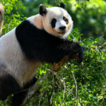 Hainan_Expo_2026_Bridges_Global_Markets__Spotlights_Panda_Ambassadors video poster