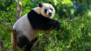 Hainan_Expo_2026_Bridges_Global_Markets__Spotlights_Panda_Ambassadors video poster