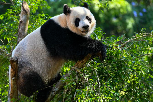 Hainan_Expo_2026_Bridges_Global_Markets__Spotlights_Panda_Ambassadors video poster