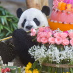 Hainan_Expo_2026_Showcases_Global_Trade___Panda_Ambassadors video poster