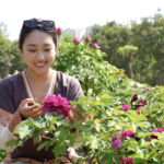 Heze_s_Peony_Blossoms_into_Global_Economic_Powerhouse video poster